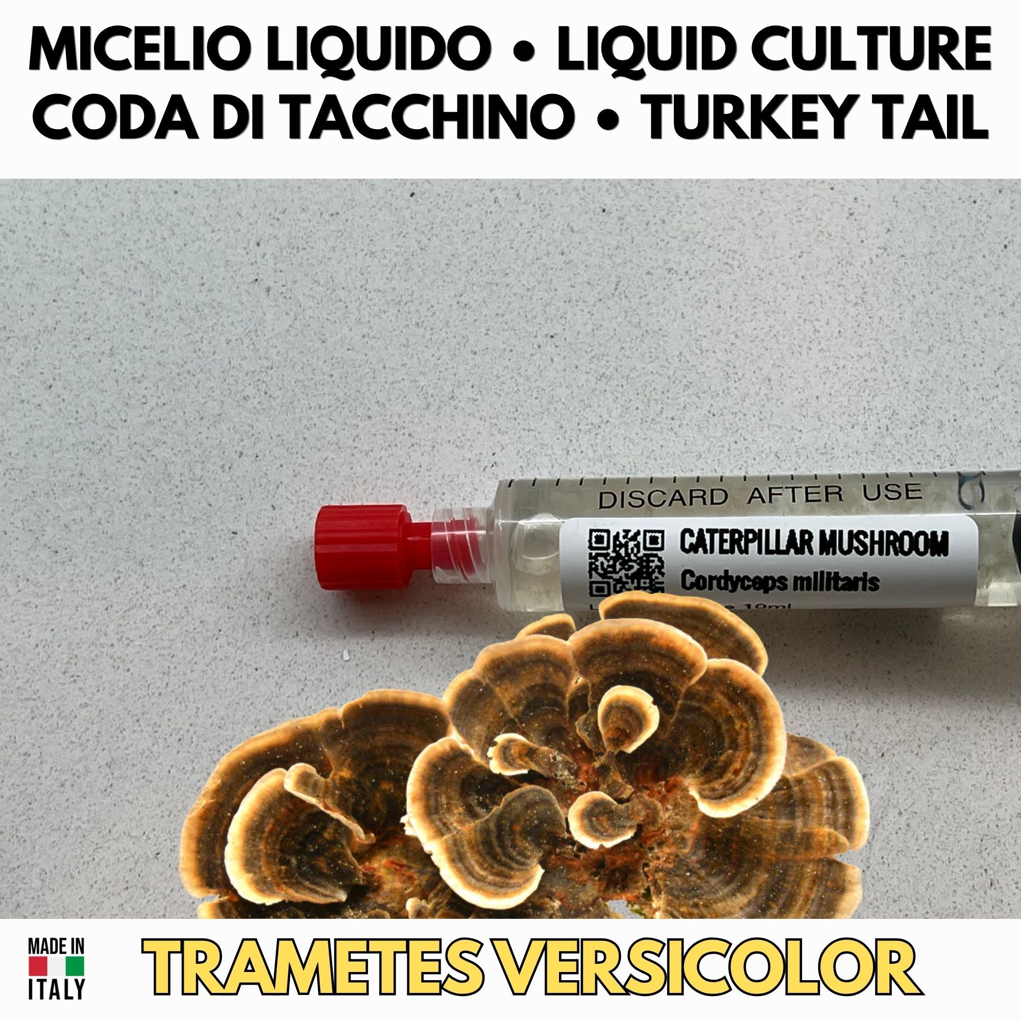 Cultura Liquida Coda di Tacchino  - Trametes versicolor - Micelio Fungo Medicinale Premium - Made in Italy