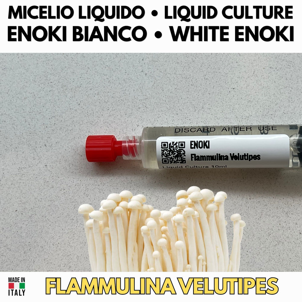 Cultura Liquida Fungo Enoki 10ml  - Flammulina velutipes - Micelio Professionale Gourmet - Made in Italy