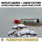 Black Pearl Oyster Liquid Culture 10ml Unit  - Pleurotus ostreatus x eryngii - Premium Gourmet Mushroom Mycelium - Made in Italy
