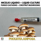 Cultura Liquida Fungo Castagno  - Pholiota adiposa - Micelio Professionale Gourmet - Made in Italy