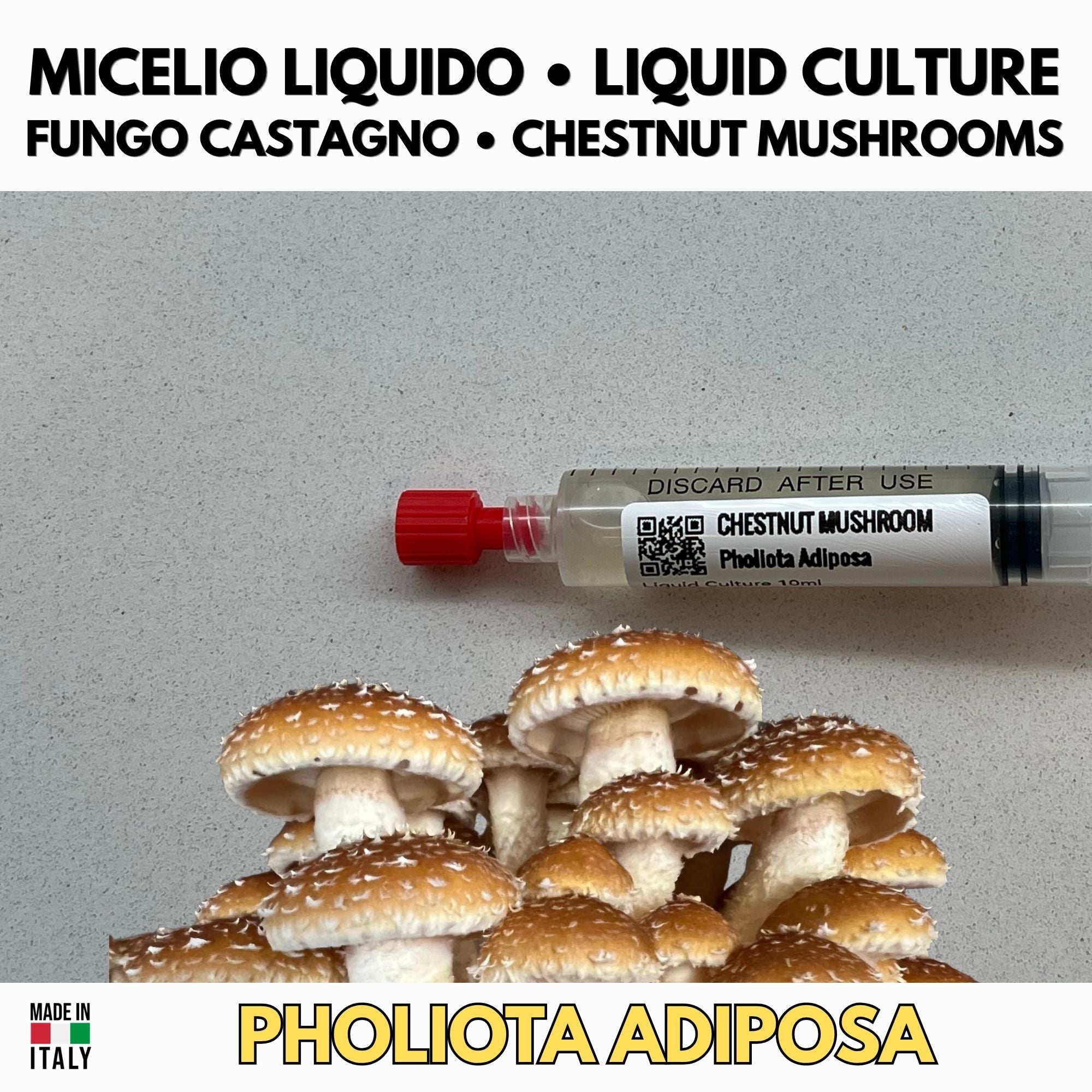 Cultura Liquida Fungo Castagno  - Pholiota adiposa - Micelio Professionale Gourmet - Made in Italy