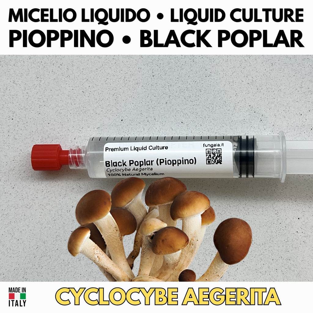 Micelio Liquido Pioppino 10ml Agrocybe Aegerita Coltura Viva Funghi Gourmet