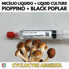Micelio Liquido Pioppino 10ml Agrocybe Aegerita Coltura Viva Funghi Gourmet