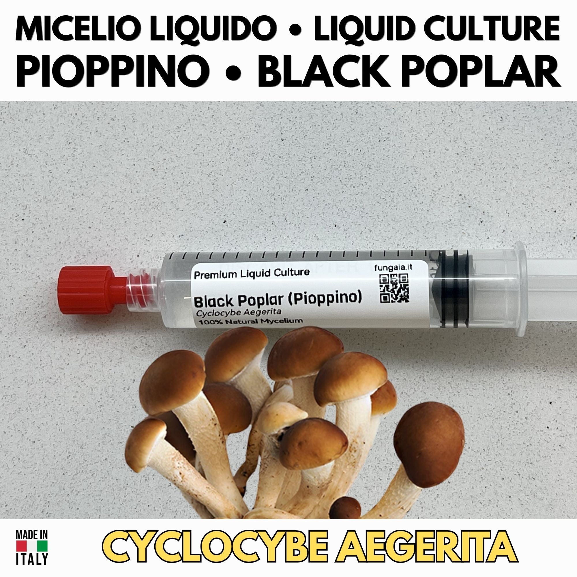 Micelio Liquido Pioppino 10ml Agrocybe Aegerita Coltura Viva Funghi Gourmet