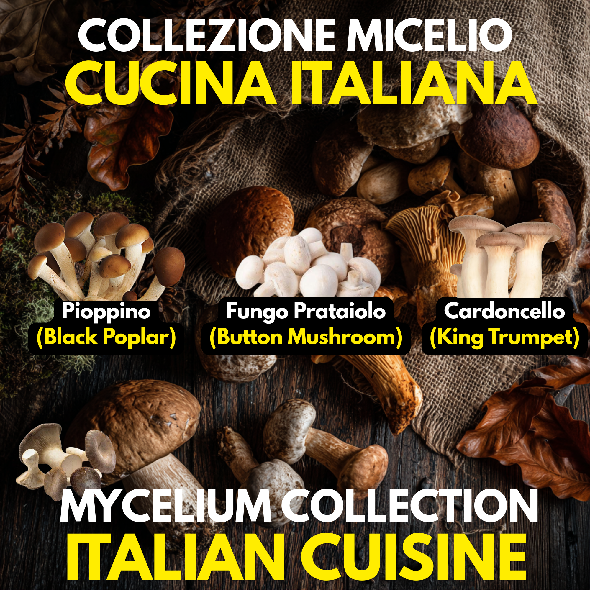 Italian Cuisine Collection – 3 Colture Liquide | Champignon Pioppino Cardoncello | Bundle Funghi Tradizione Italiana