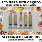 Bundle 5 Colture Liquide | 50+ Varietà Funghi Gourmet | Micelio Premium