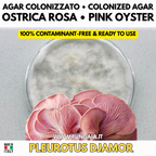 Pleurotus djamor Pink Oyster – Agar Plate Early-Stage
