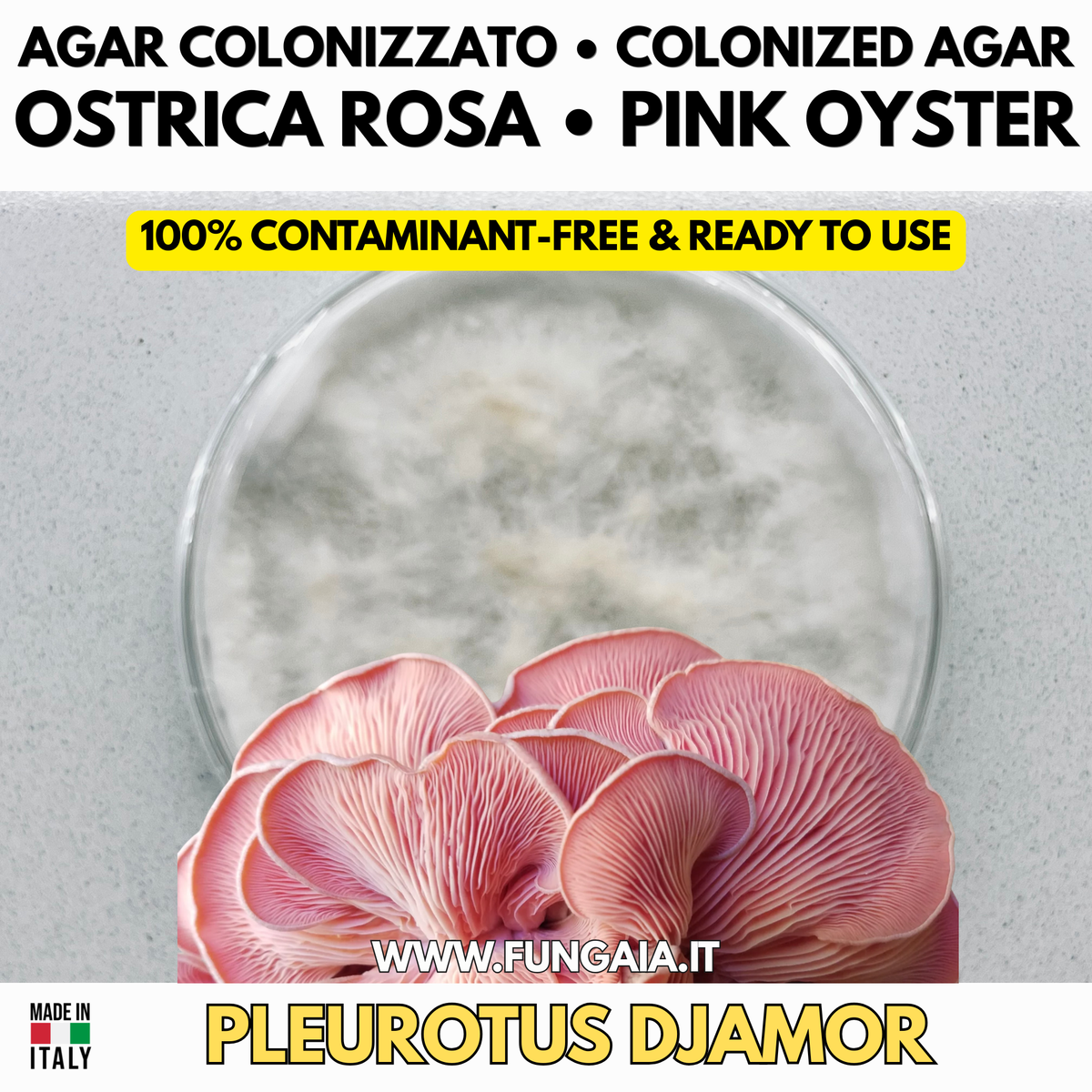Pleurotus djamor Ostrica Rosa – Piastra Petri Fase Iniziale