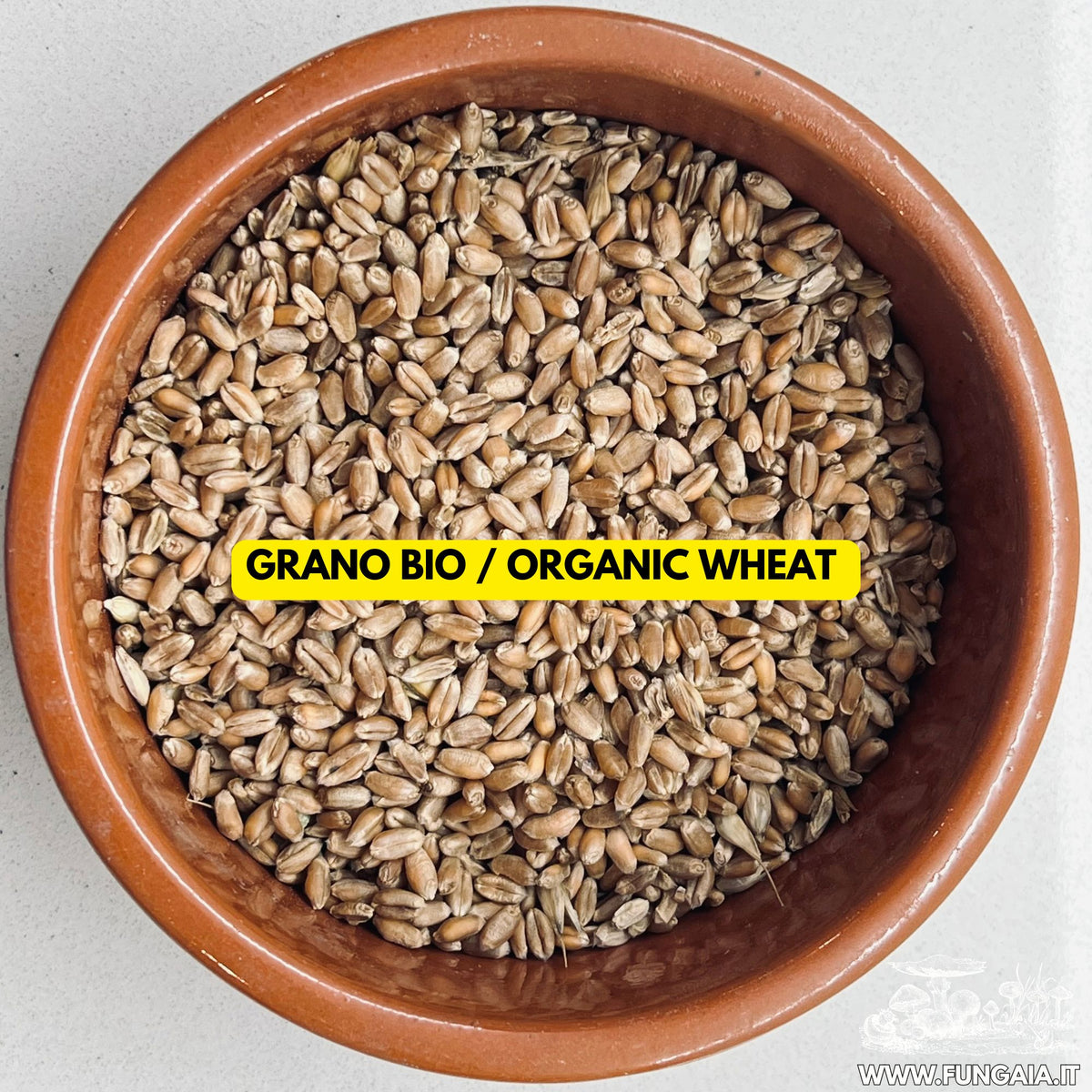 Biologic Grain Spawn Organic Sterilized — 1 kg / 2 kg