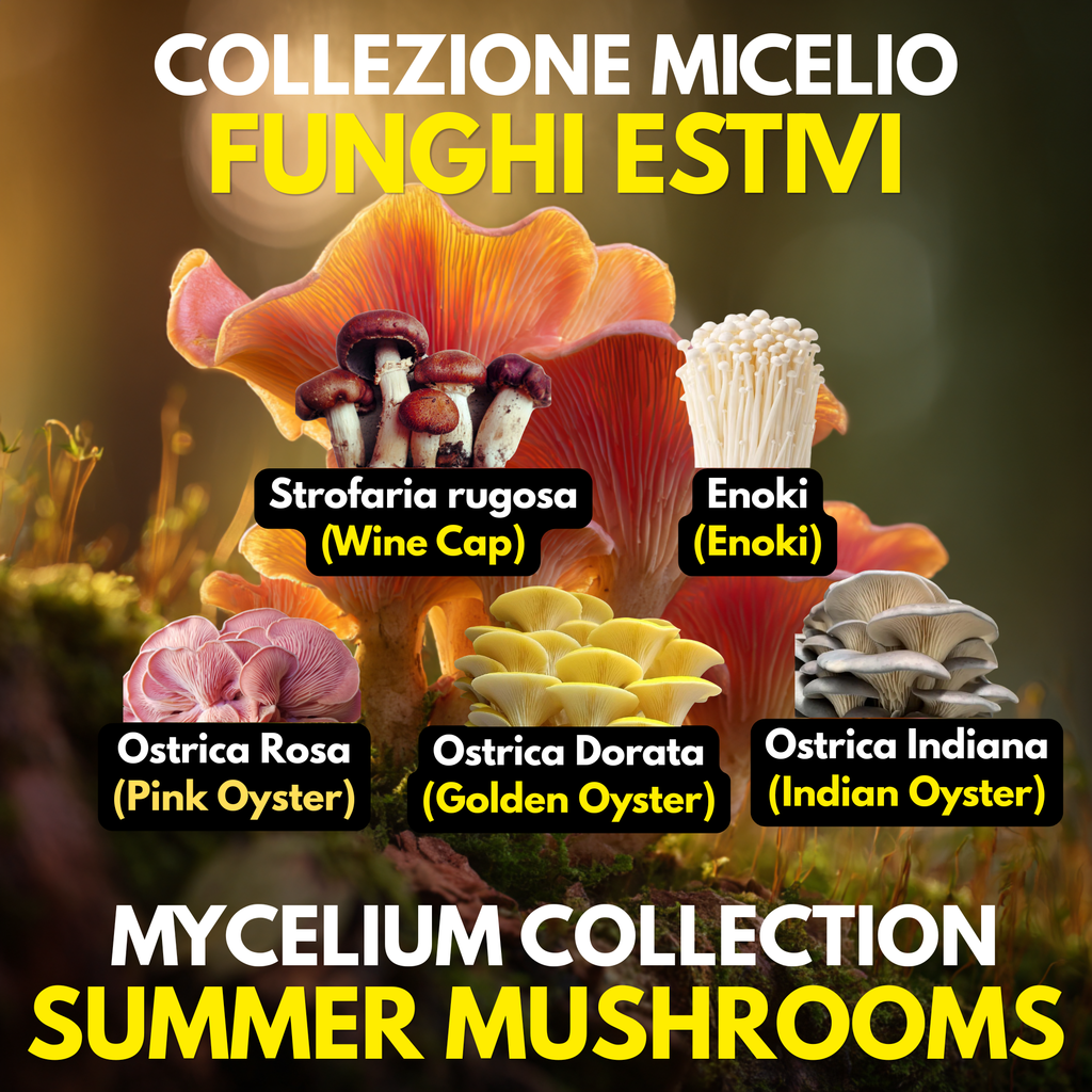 Coltura Liquida Funghi Estivi – Summer Pack 5 LC | Pink Oyster Golden Oyster Wine Cap Enoki | Kit Coltivazione Funghi Stagionali