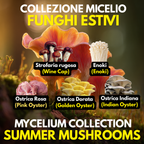 Coltura Liquida Funghi Estivi – Summer Pack 5 LC | Pink Oyster Golden Oyster Wine Cap Enoki | Kit Coltivazione Funghi Stagionali