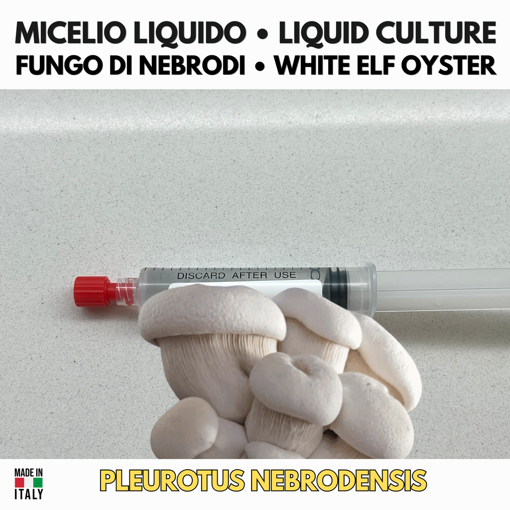 Fungo di Nebrodi  Pleurotus nebrodensis Coltura Liquida 10ml Coltivazione Gourmet