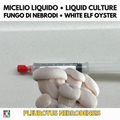 Fungo di Nebrodi  Pleurotus nebrodensis Coltura Liquida 10ml Coltivazione Gourmet