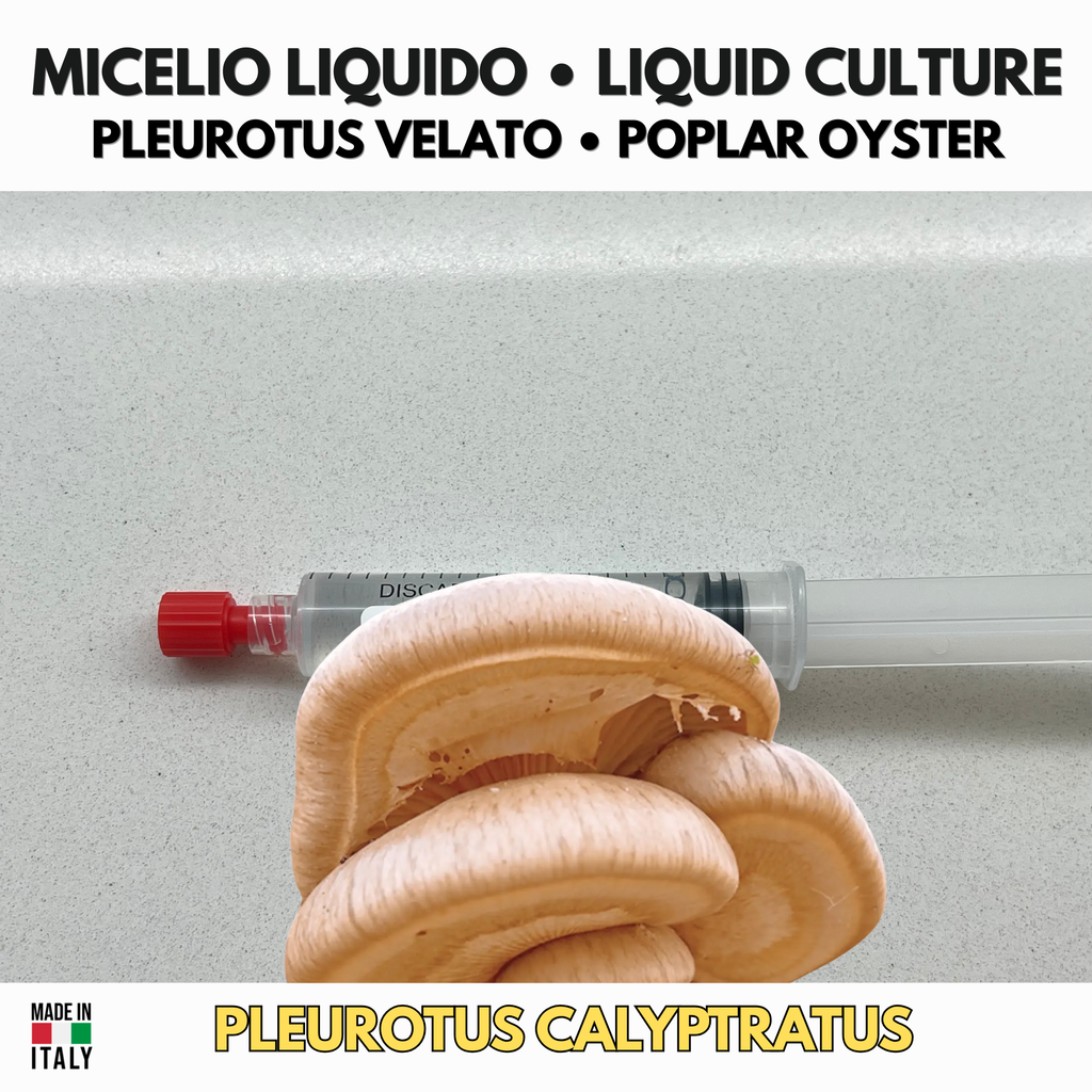 Coltura Liquida Pleurotus calyptratus (10ml) — Pleurotus Velato