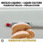 Coltura Liquida Pleurotus calyptratus (10ml) — Pleurotus Velato