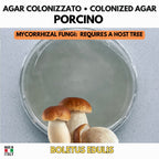 Piastra Petri Porcino (Boletus edulis) colonizzata — fugno micorrizico