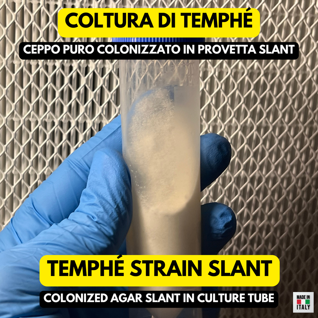 Rhizopus oligosporus – Tempeh Starter Liquid Culture 10ml