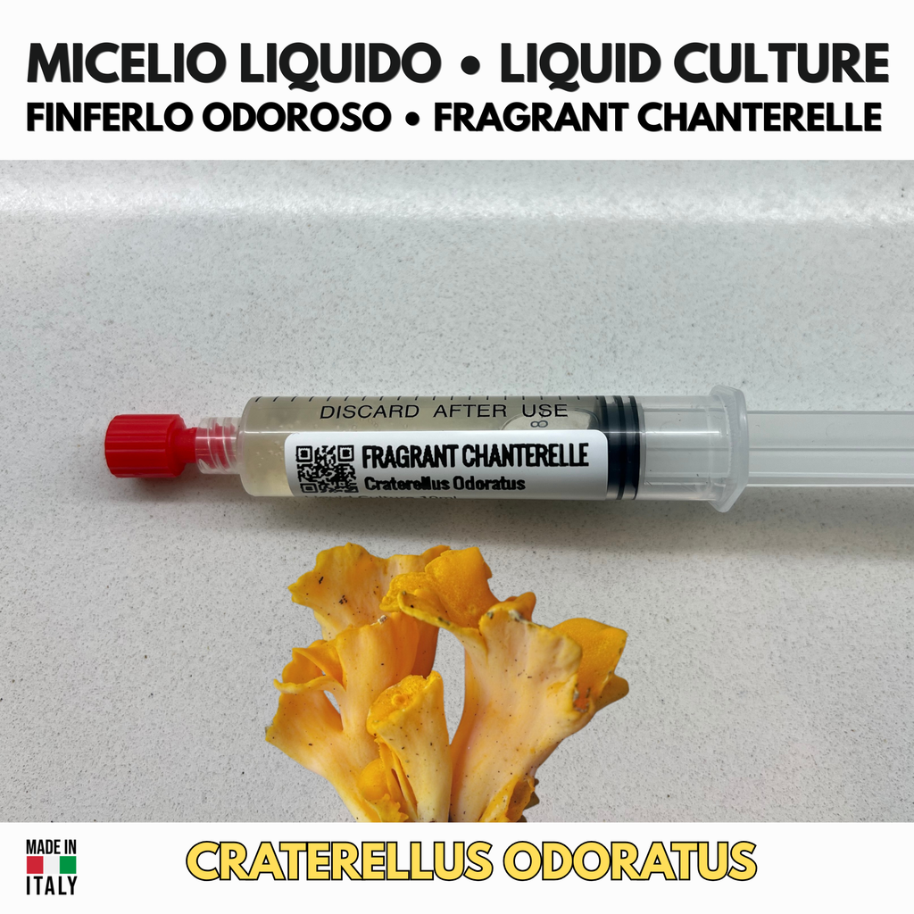 Craterellus odoratus – Coltura Liquida Finferlo Profumato 10ml
