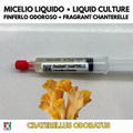 Craterellus odoratus – Coltura Liquida Finferlo Profumato 10ml