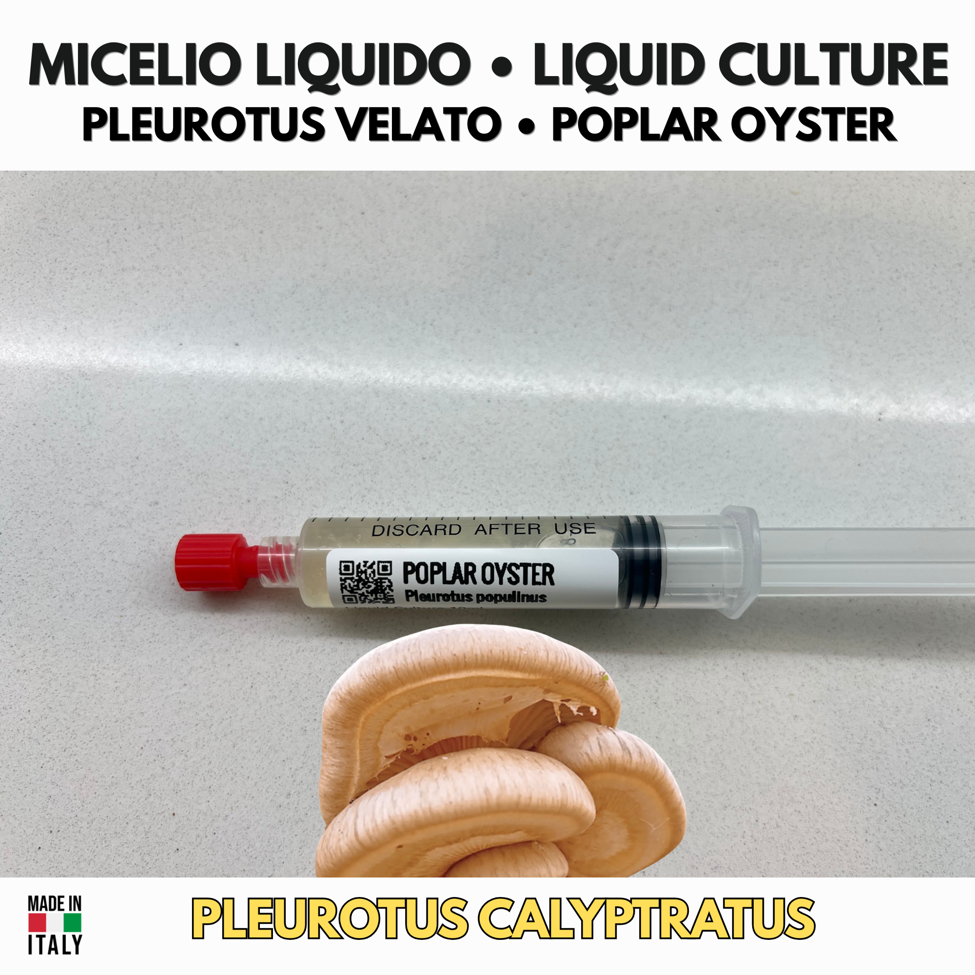 Coltura Liquida Pleurotus calyptratus (10ml) — Pleurotus Velato