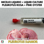 Pleurotus djamor Cultura Liquida 10ml – Micelio Fungo Ostrica Rosa