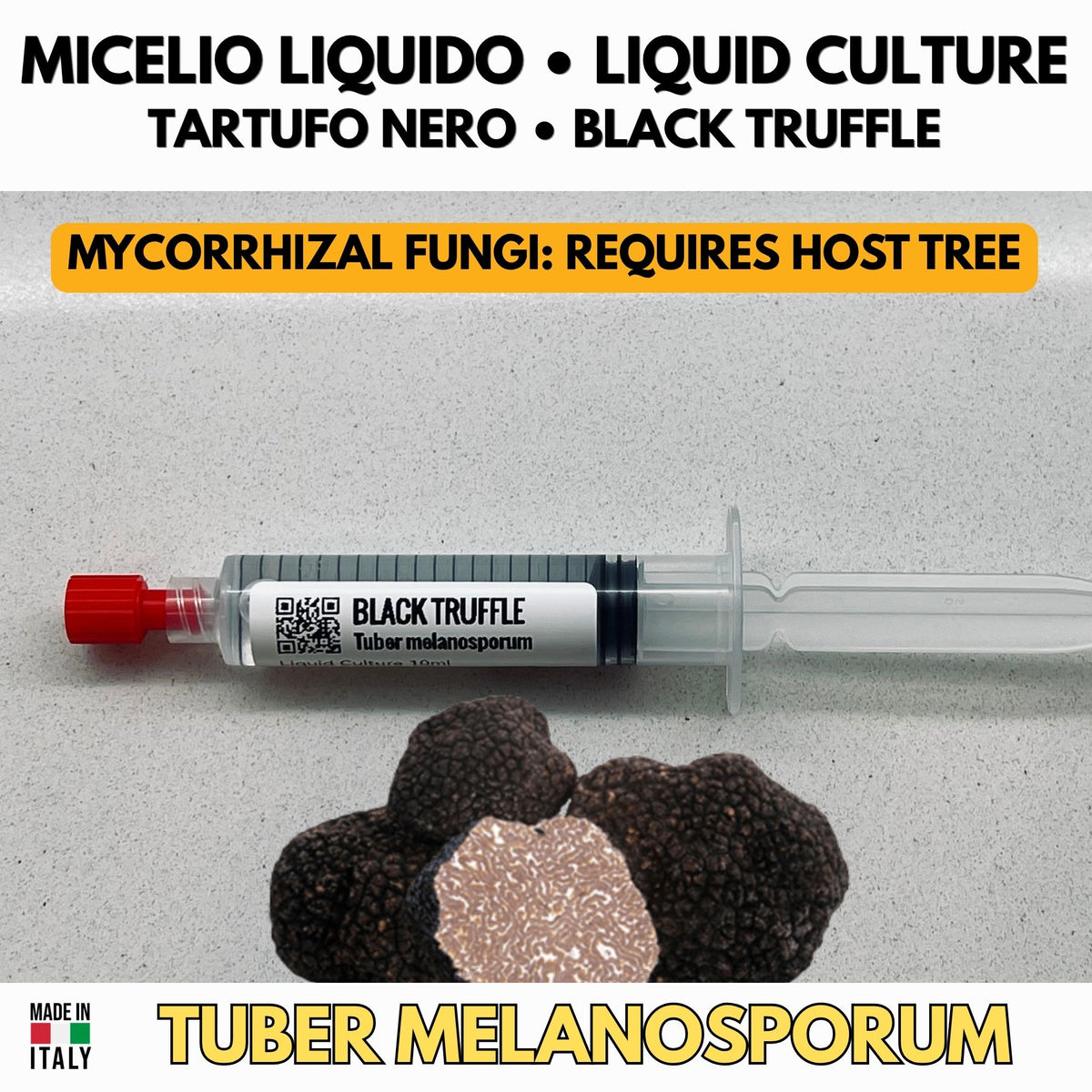 Micelio Tartufo Nero Pregiato • Tuber melanosporum Coltura Liquida • Micorrizazione Piante Ospiti