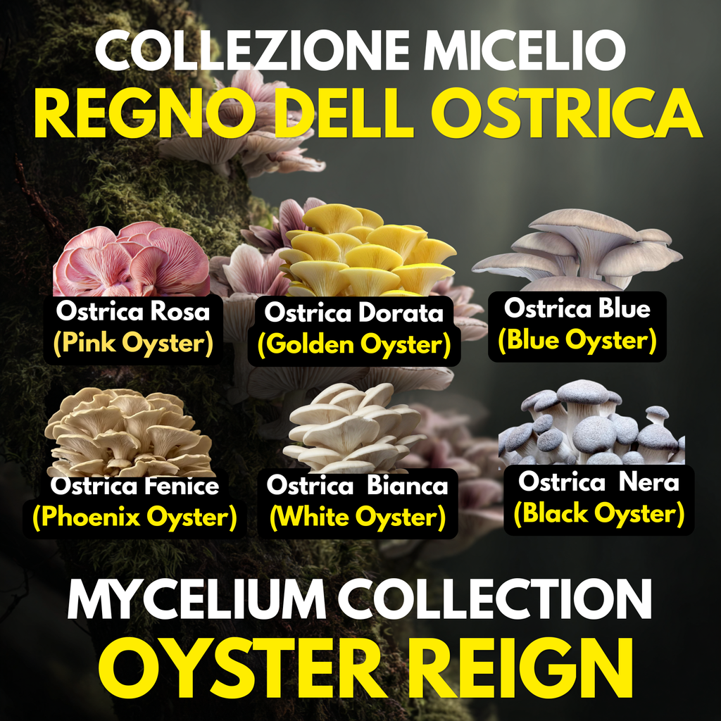 Oyster Kingdom 6 Liquid Cultures | Blue Pink Golden Phoenix White Black Oyster | Pleurotus Mushroom Growing Bundle