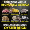 Oyster Kingdom 6 Liquid Cultures | Blue Pink Golden Phoenix White Black Oyster | Pleurotus Mushroom Growing Bundle