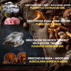 Bundle 10 Colture Liquide | Oltre 50 Varietà Funghi Gourmet