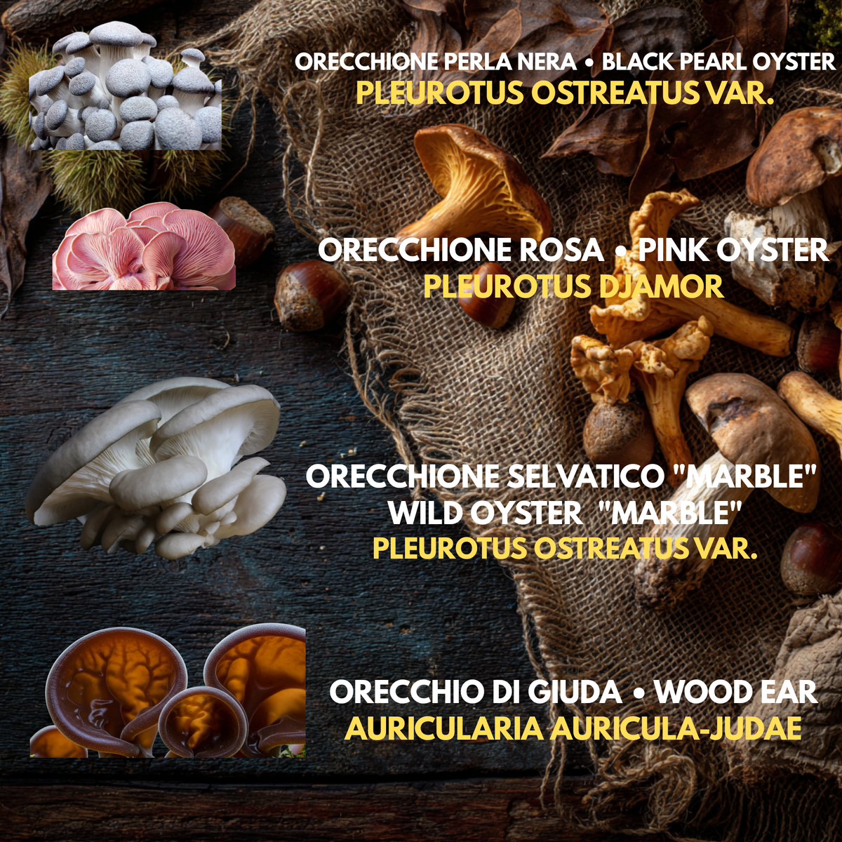 Bundle 10 Colture Liquide | Oltre 50 Varietà Funghi Gourmet