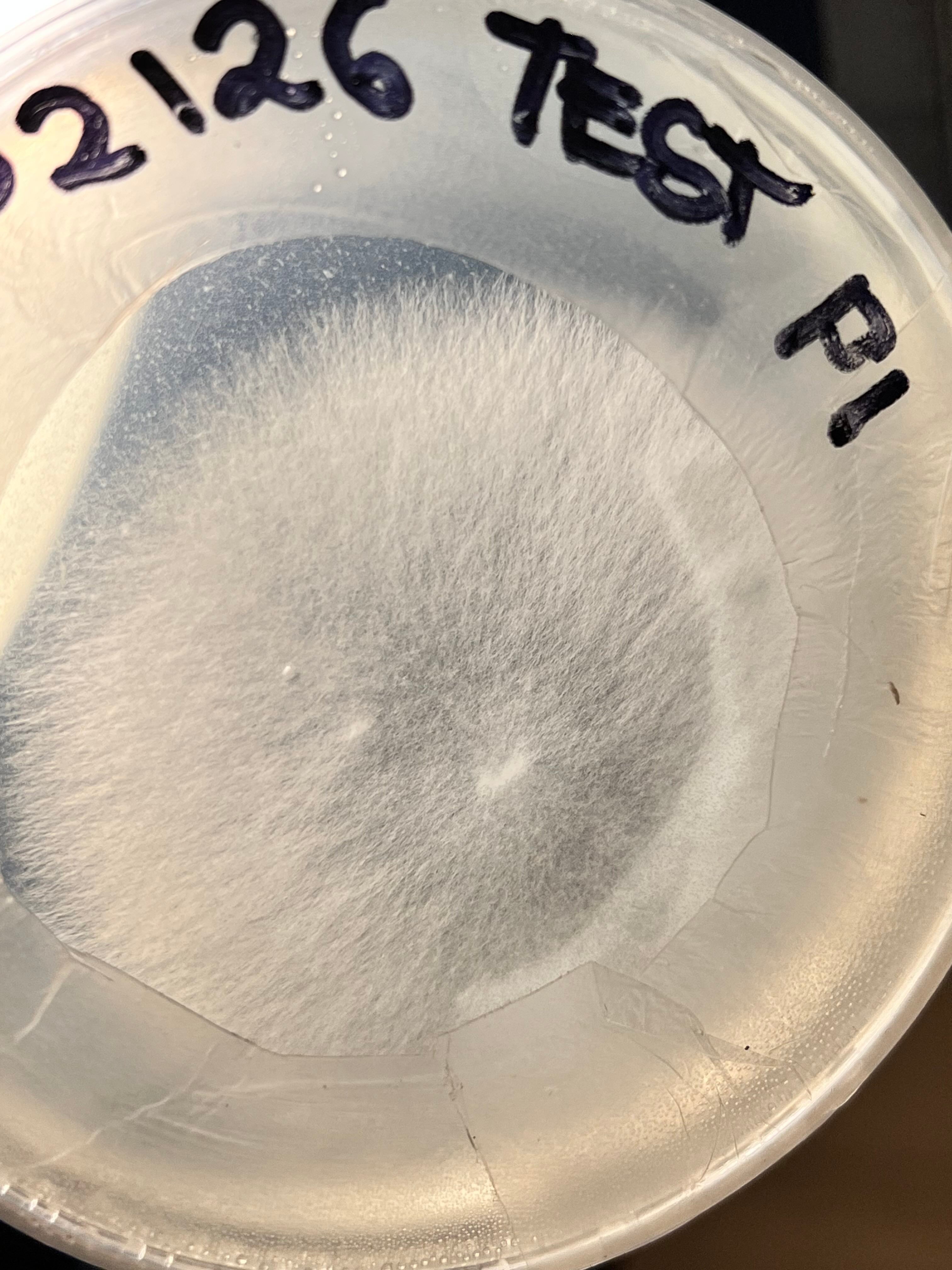 Lion's Mane Liquid Culture Triple Pack, Mushroom Genetics