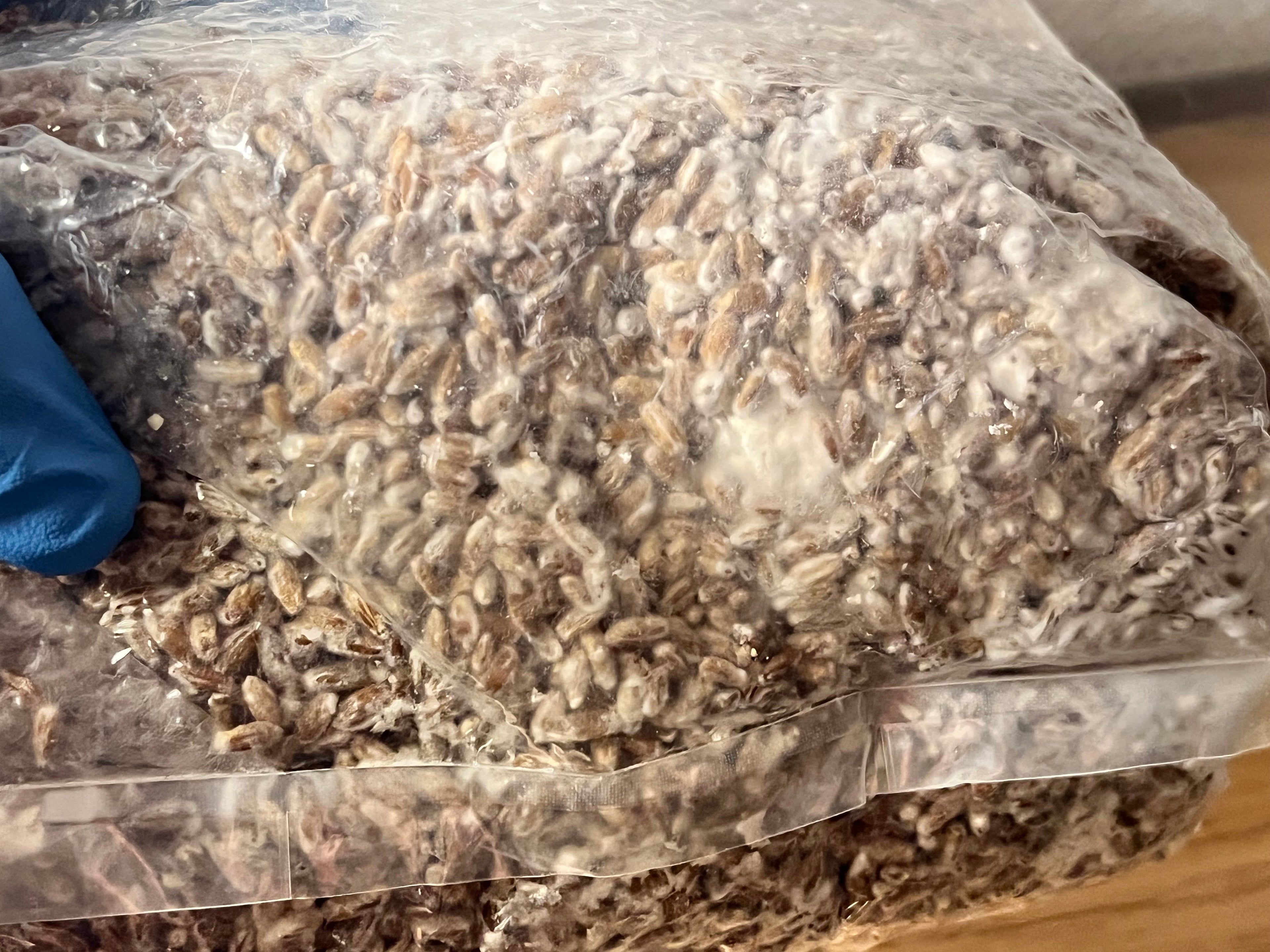 Artisan All In One Mushroom Grow Bag 2.2kg - Sterilized Substrate, Injection Port