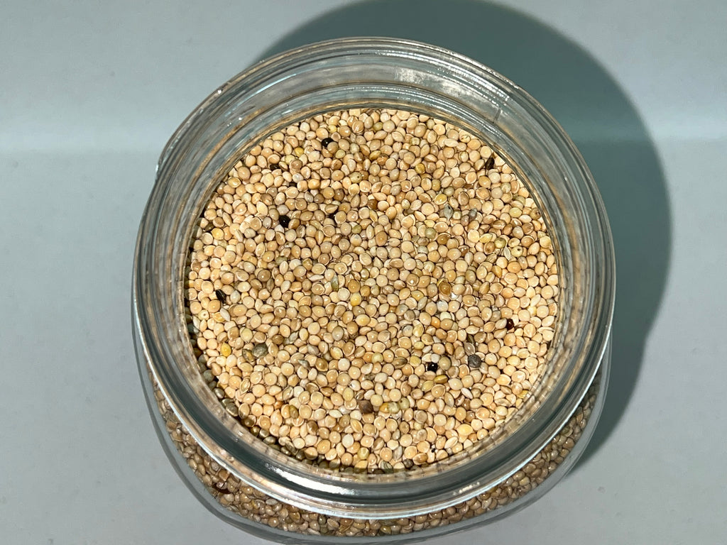 Grain Spawn Miglio Biologico Vaso Bormioli 1L Sterilizzato Porta PTFE