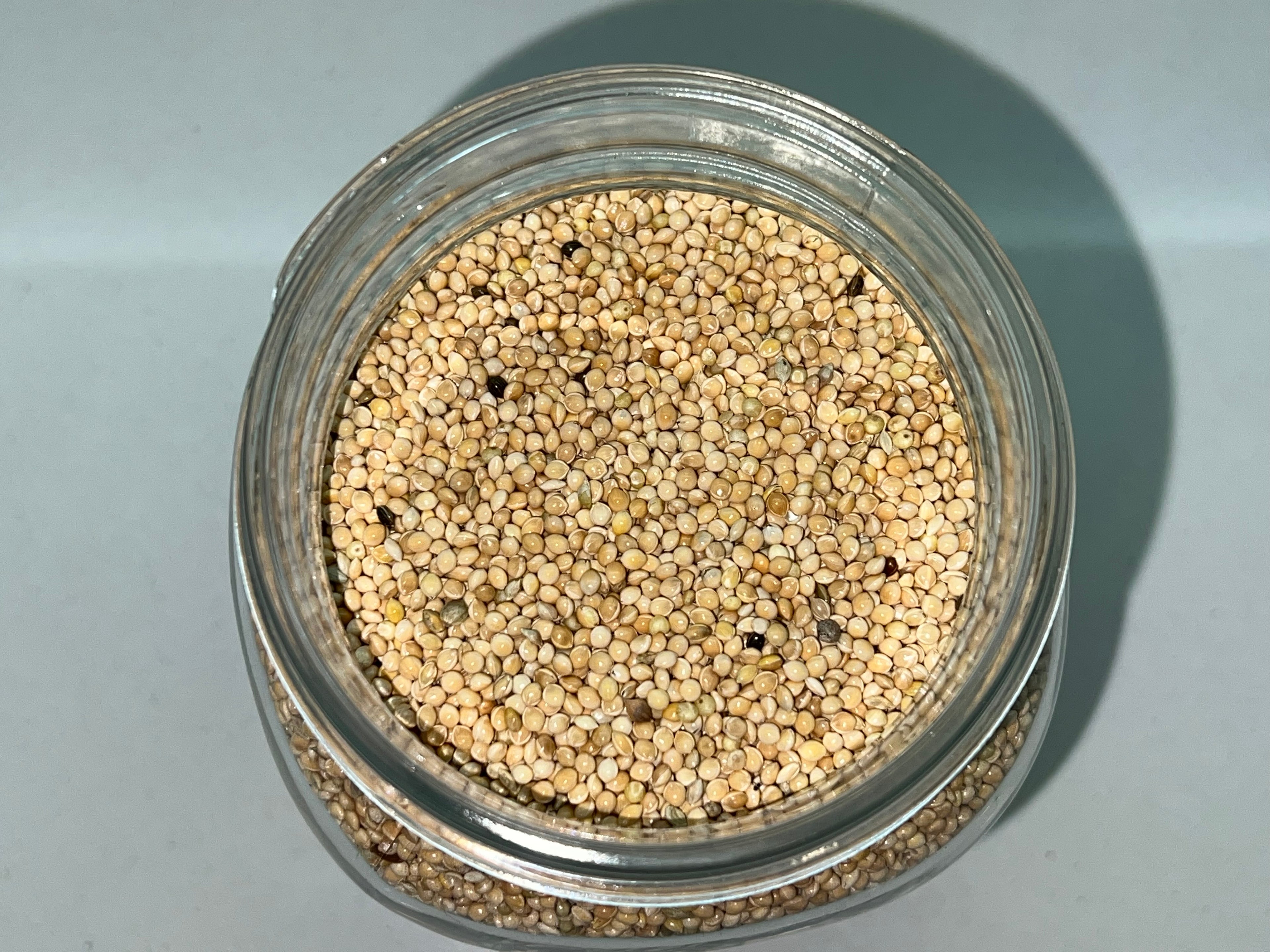 Grain Spawn Miglio Biologico Vaso Bormioli 1L Sterilizzato Porta PTFE