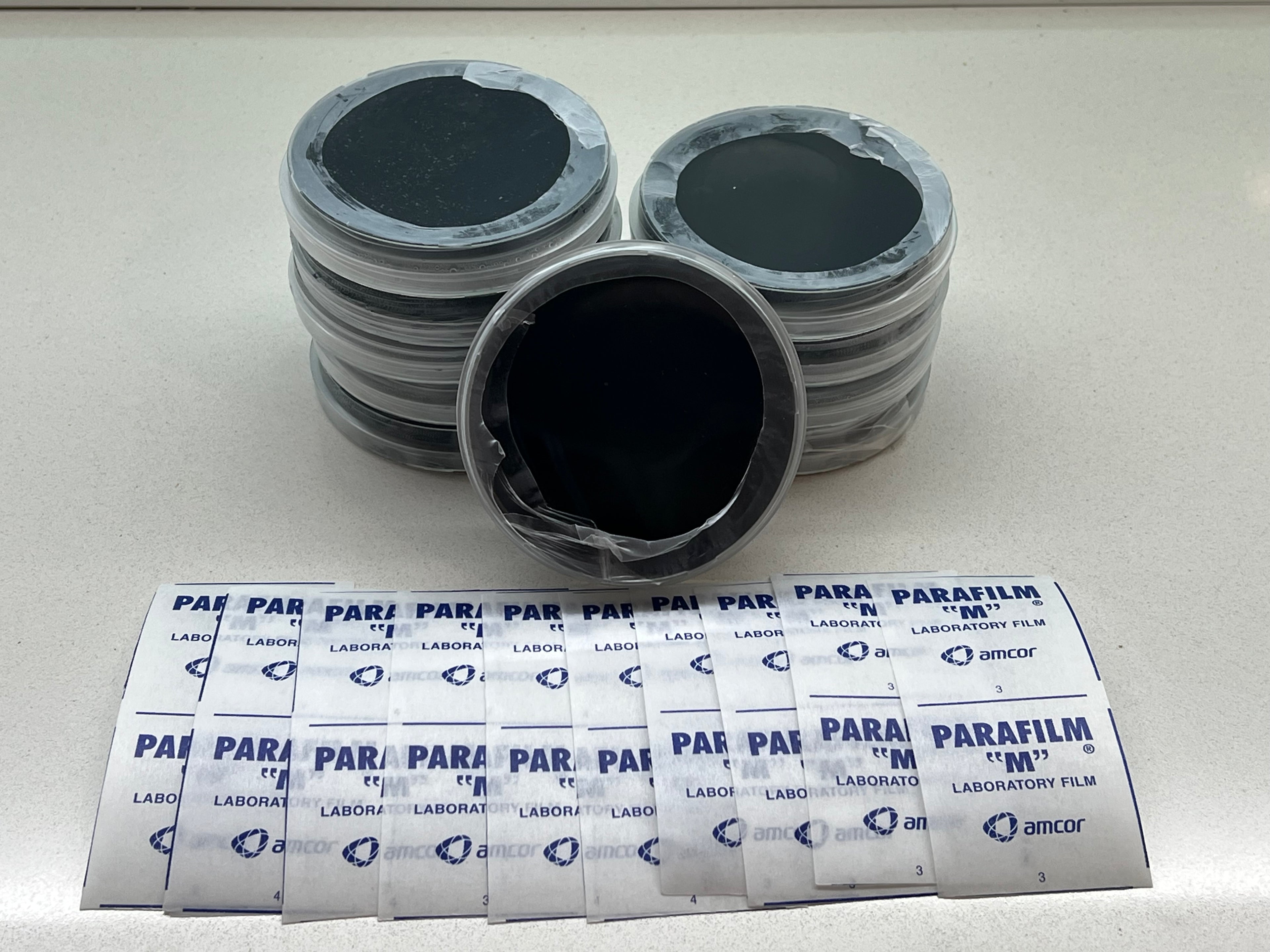 10 Piastre Petri Nere al Carbone | Agar DME Destrosio Lievito | Parafilm Incluso | Micologia | Coltura Funghi Sterile