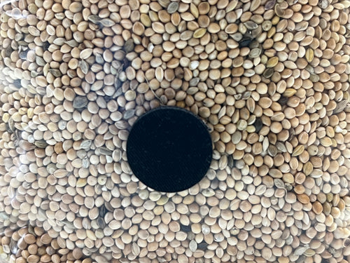 1kg Miglio Bio Sterilizzato • Busta Spawn Funghi • Porta d'Iniezione Auto-Riparante • Substrato Micologia Autoclave