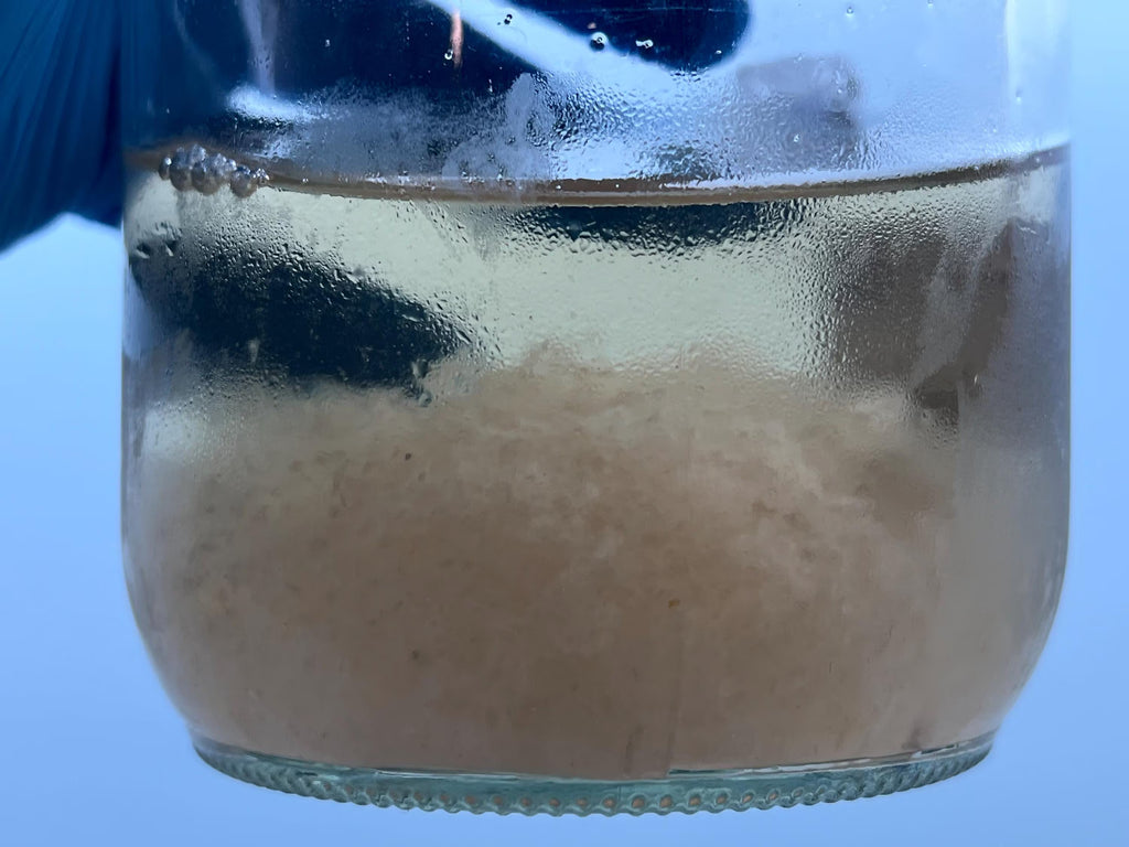 Cultura Liquida Fungo Chestnut  - Pholiota adiposa - Micelio Professionale Gourmet - Made in Italy