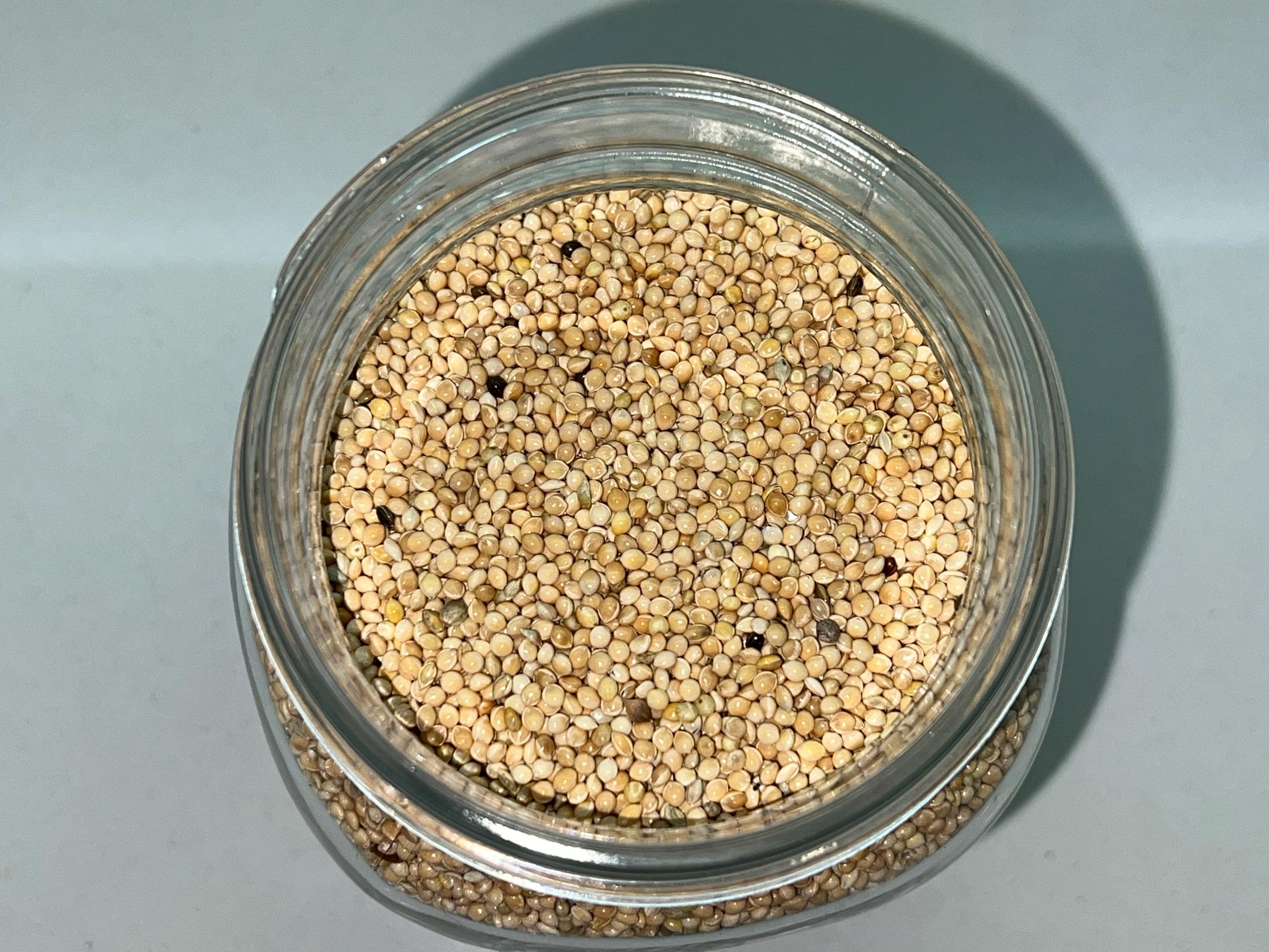 Spawn Enoki 1L Miglio Bio | Colonizzato | Qualità Laboratorio