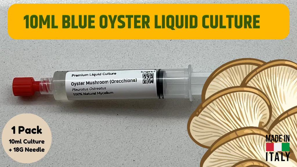 Micelio Liquido Blue Oyster (Pleurotus ostreatus) 10ml - Cultura Madre Professionale
