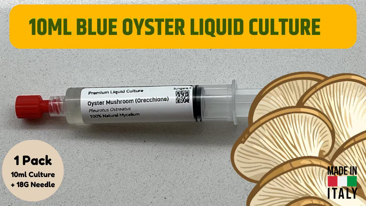 Micelio Liquido Blue Oyster (Pleurotus ostreatus) 10ml - Cultura Madre Professionale