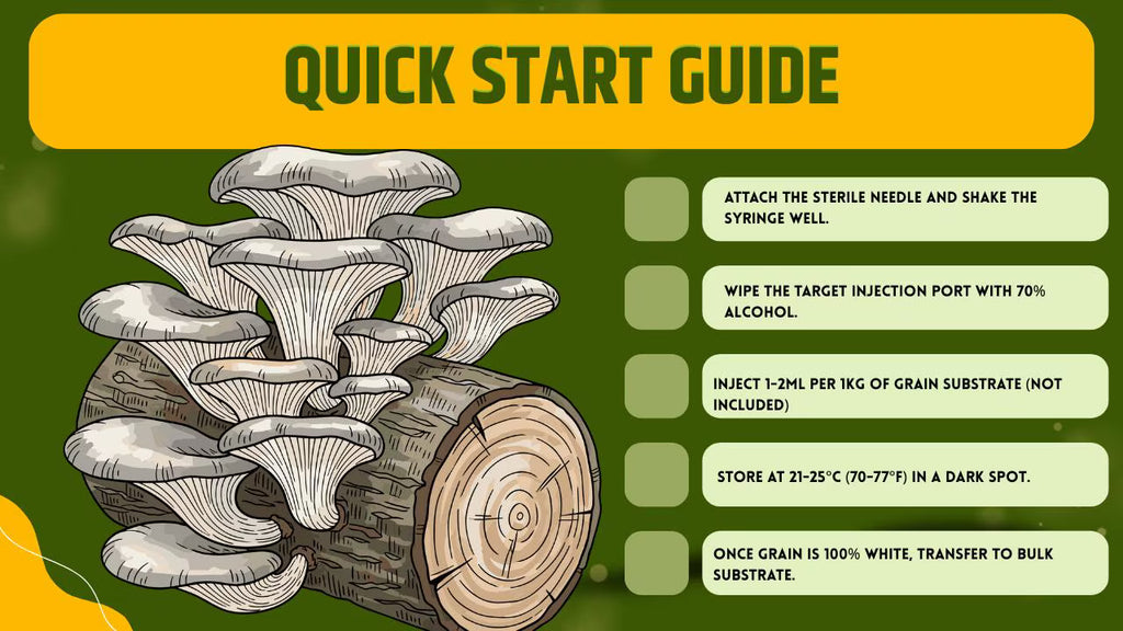 3 X Micelio Liquido Blue Oyster (Pleurotus ostreatus) 10ml - Cultura Madre Professionale