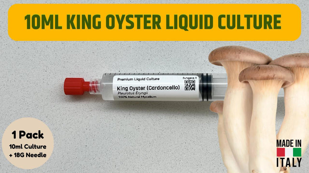 Coltura Liquida King Trumpet Cardoncello 10ml Micelio Vivo Funghi Gourmet Materiale Micologia
