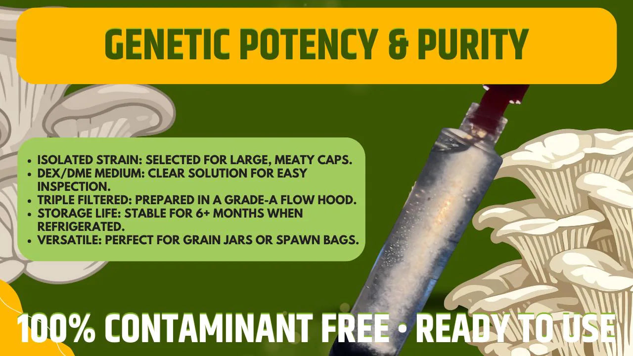 3 X Micelio Liquido Blue Oyster (Pleurotus ostreatus) 10ml - Cultura Madre Professionale