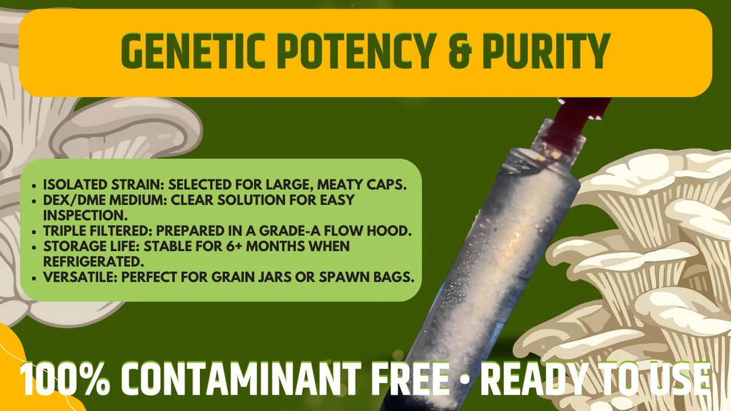 Micelio Liquido Blue Oyster (Pleurotus ostreatus) 10ml - Cultura Madre Professionale