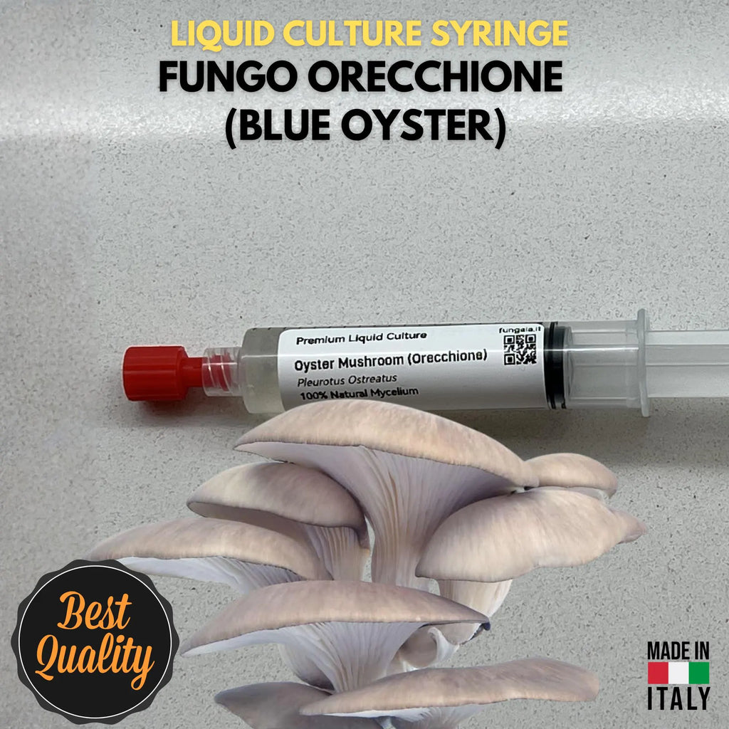 Micelio Liquido Blue Oyster (Pleurotus ostreatus) 10ml - Cultura Madre Professionale