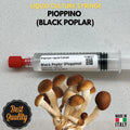 Black Poplar Liquid Culture 10ml Pioppino Gourmet Mushroom Mycelium Cyclocybe Aegerita