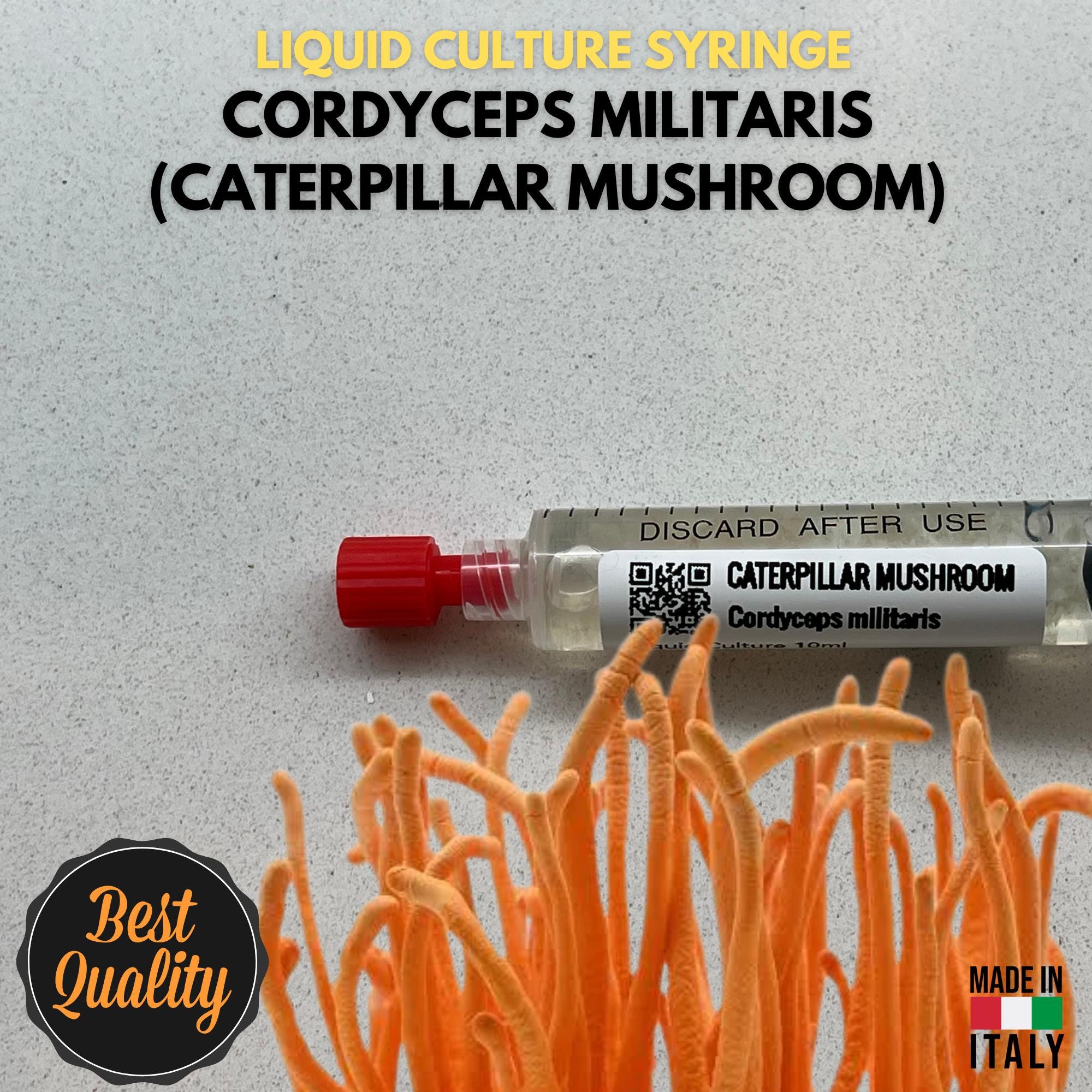 Cultura Liquida Cordyceps Militaris 10ml- Micelio Fungo Medicinale Premium - Genetica Alta Resa - Made in Italy