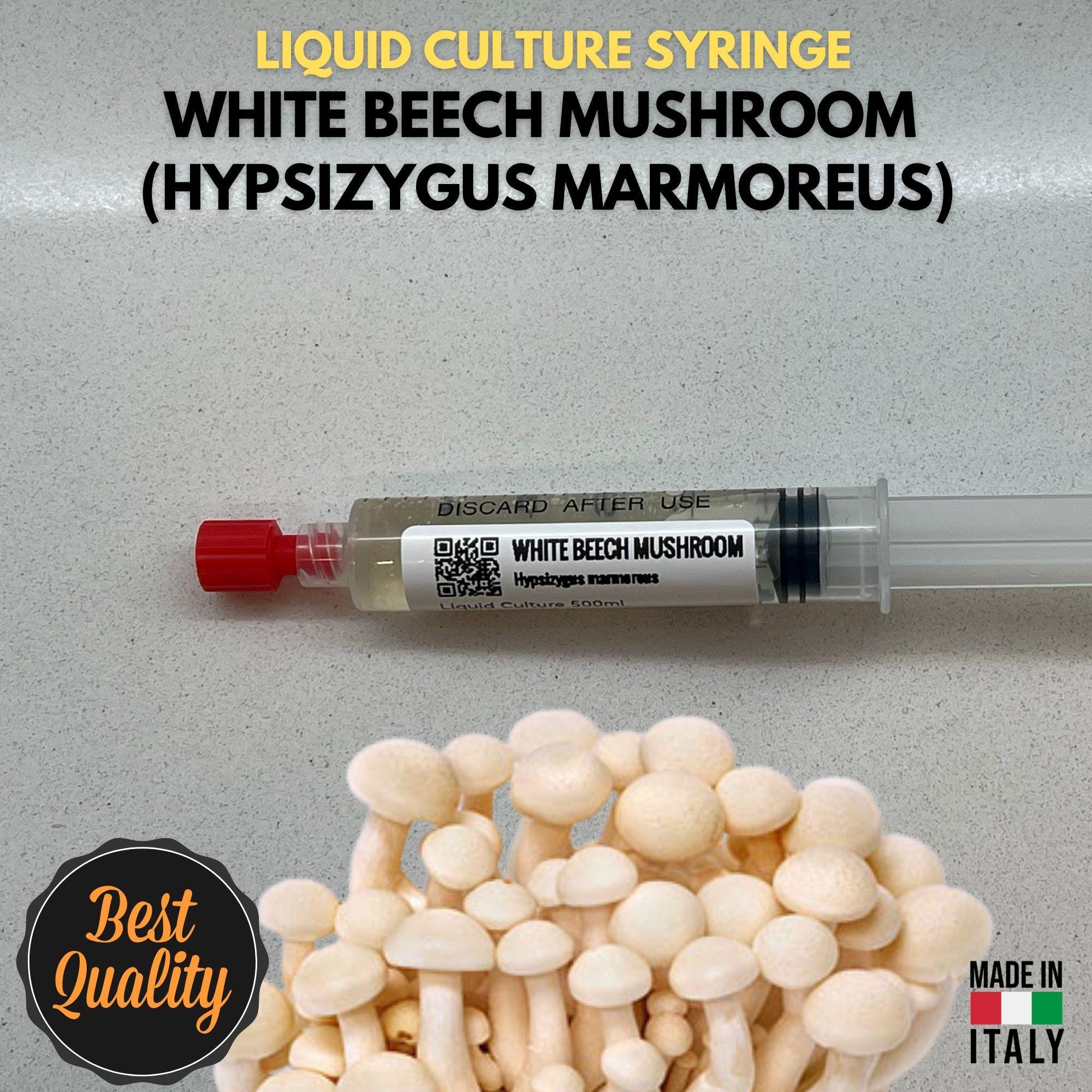 Fungo del Faggio Bianco Coltura Liquida Shimeji Bianco Micelio Vivo 10ml Hypsizygus Tessellatus Kit Coltivazione Funghi Professionale