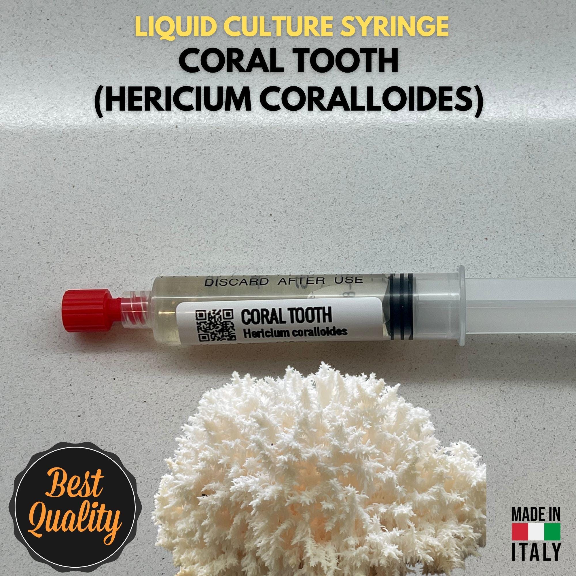 Fungo Corallo Coltura Liquida Hericium Coralloides Micelio Vivo 10ml Hericium Corallino Kit Coltivazione Funghi Professionale Made in Italy
