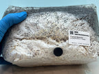 Enoki 2KG+ Active Mycelium Visible | Pre-Colonized Organic Bag | Ready to Fruit | Sterile Substrate